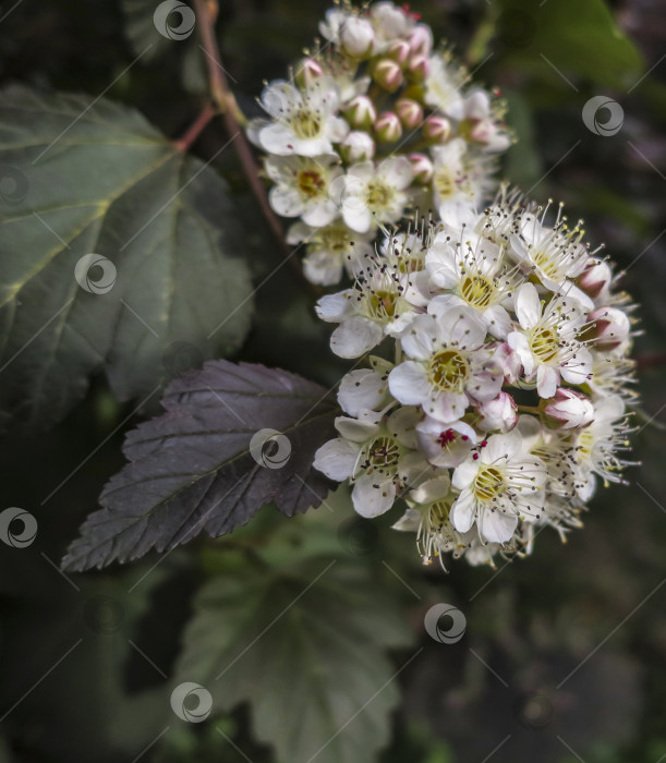 Скачать Крупный план белых цветов Physocarpus opulifolius diabolo или девятилистника с фиолетовыми листьями на темно-зеленом фоне. Выборочный фокус фотосток Ozero