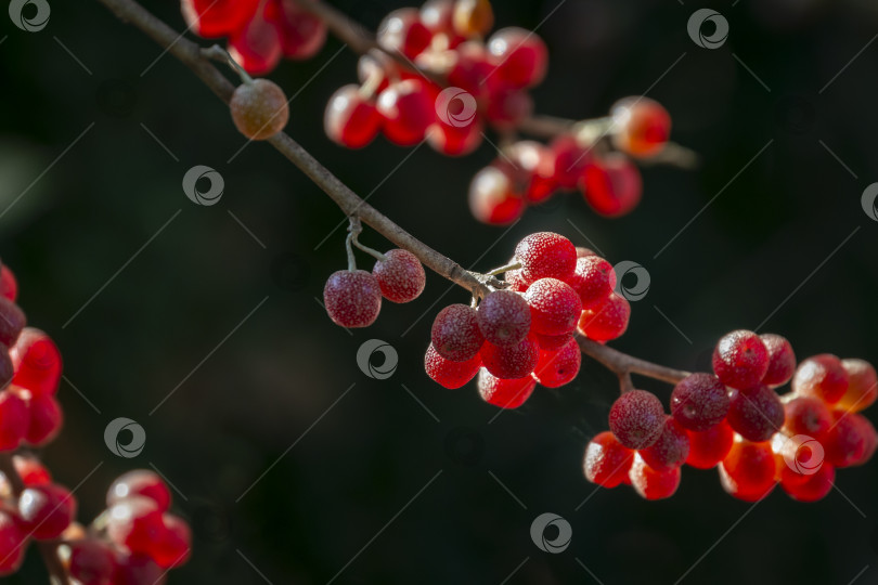 Скачать Красные плоды Elaeagnus umbellata на фоне зеленой листвы дерева или кустарника. фотосток Ozero