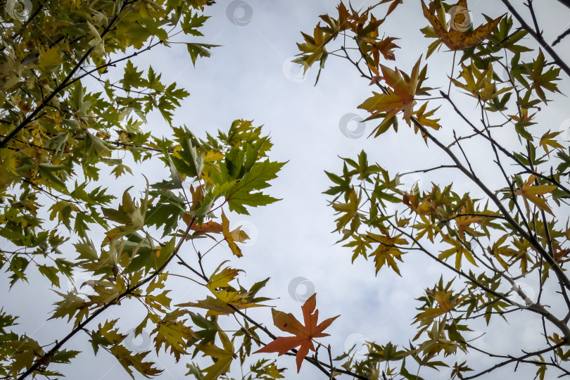Скачать Изящные зеленые листья Acer saccharinum слева и темно-красные листья Liquidambar styraciflua справа на фоне голубого неба. фотосток Ozero