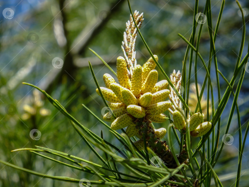 Скачать Красивые молодые желтые женские шишки на пицундской сосне Pinus brutia жалеют о ветке с очень длинными иголками. Восторженная тема весны и пробуждения природы. фотосток Ozero