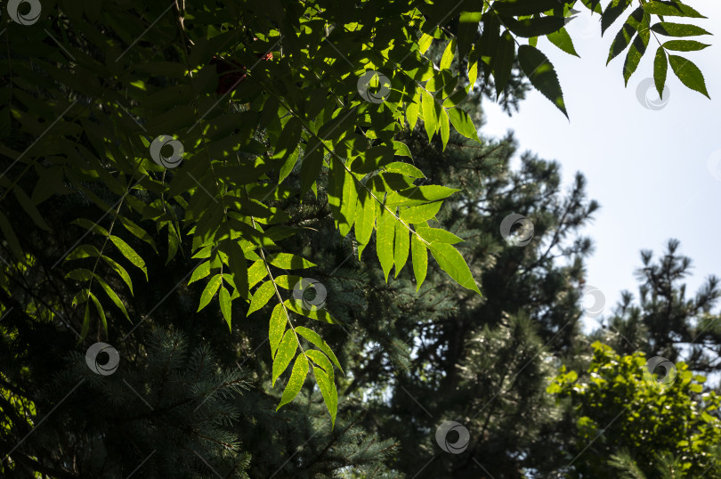 Скачать Темно-зеленые листья "Rhus typhina" слева и размытые ветви сосны на фоне голубого неба под землей. Все это при естественном солнечном свете. фотосток Ozero