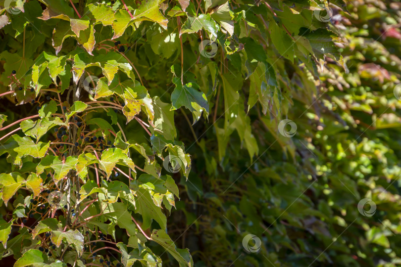 Скачать Крупный план листьев Parthenocissus tricuspidata 'Veitchii' или бостонского плюща, свисающих со стены здания, как шаль, в качестве естественного фона. фотосток Ozero
