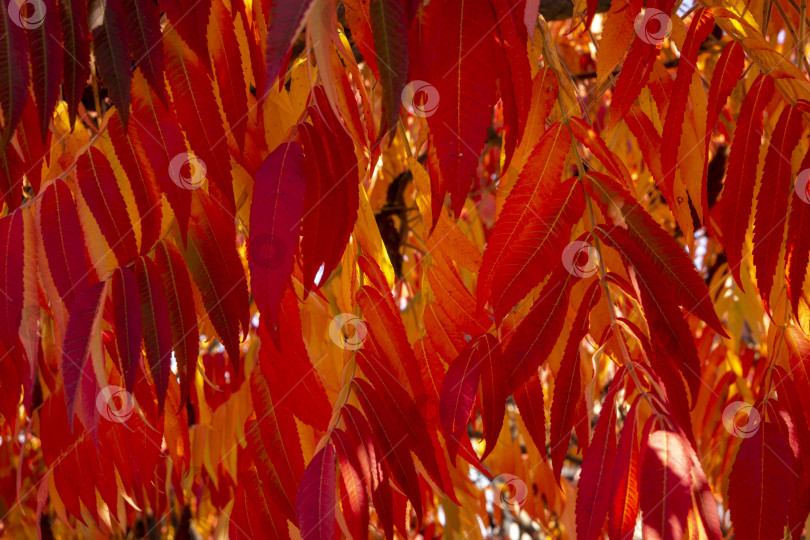 Скачать Осенние краски Rhus typhina (сумаха рогатого, Anacardiaceae). Красные, оранжевые, желтые и зеленые листья сумаха. фотосток Ozero