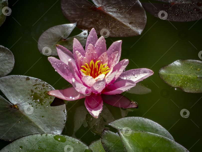 Скачать Водяная лилия 'Marliacea Rosea' с нежными лепестками раскрывается в пруду на фоне темных листьев. Лепестки нимфеи покрыты каплями воды. фотосток Ozero