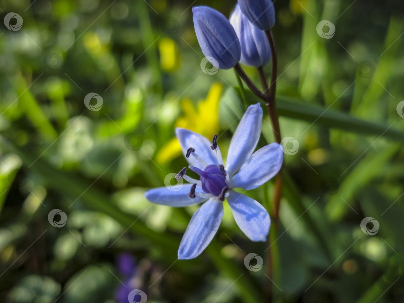 Скачать Крупный план нежного ярко-голубого колокольчика Scilla Bifolia на размытом фоне зеленого весеннего сада. фотосток Ozero