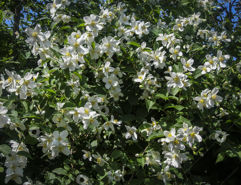 Скачать Множество белых цветов жасмина Philadelphus lewisii на кусте с размытым фоном в весеннем саду фотосток Ozero