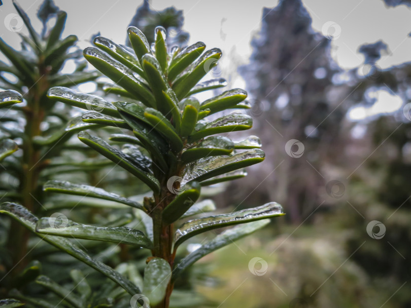 Скачать Прозрачные капли ледяного дождя покрывают хвою Taxus baccata Fastigiata Aurea. Селективный подход. фотосток Ozero