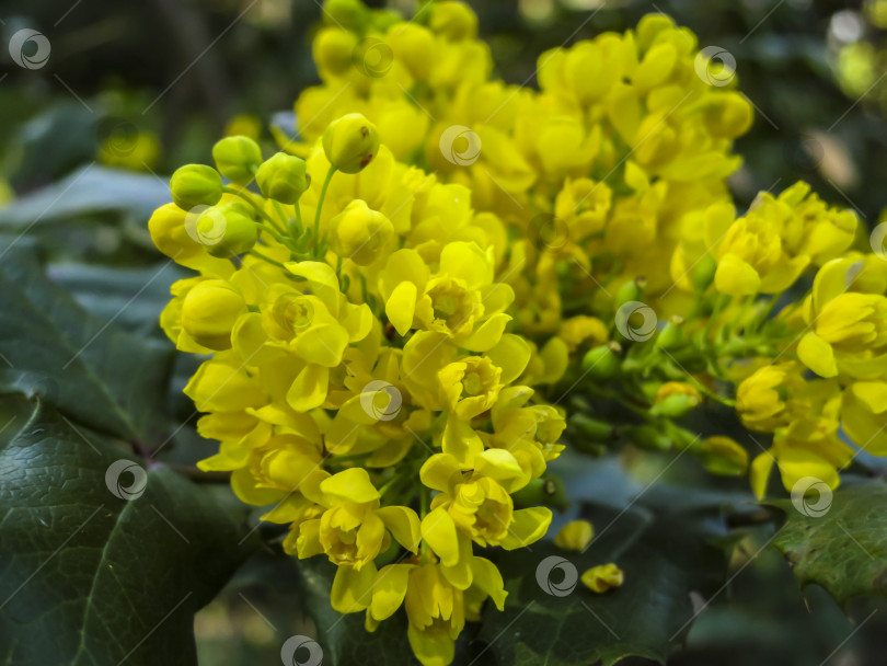Скачать Ярко-желтая окраска цветков Mahonia Aquifolium на фоне темно-зеленого растения. Селективный фокус. фотосток Ozero