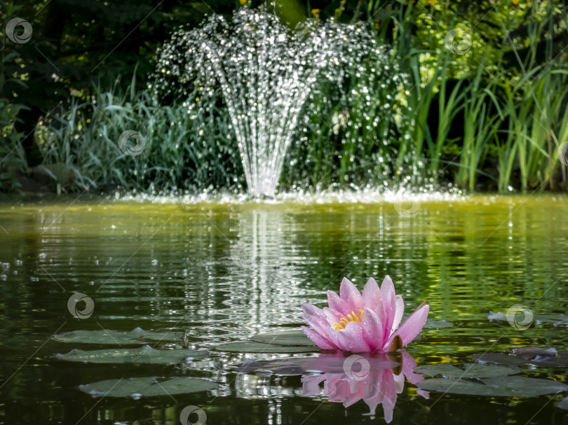 Скачать Розовая водяная лилия 'Marliacea Rosea' на переднем плане пруда. Размытый каскадный фонтан на заднем плане. Солнечный день. фотосток Ozero