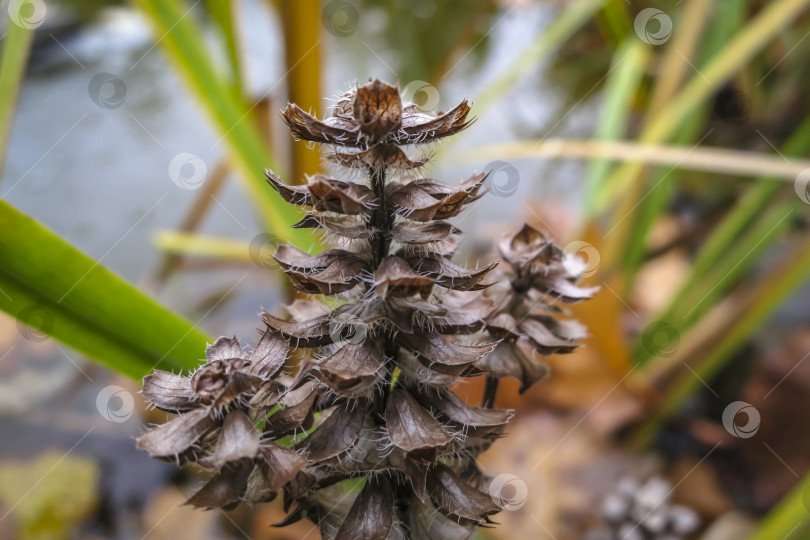 Скачать Похожий на коричневый конус засохший цветок Ajuga reptans Atropurpurea на размытом фоне осеннего пруда. фотосток Ozero