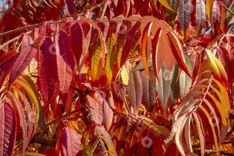 Скачать Осенние краски Rhus typhina (сумаха рогатого, Anacardiaceae). Красные, оранжевые, желтые и зеленые листья сумаха. фотосток Ozero