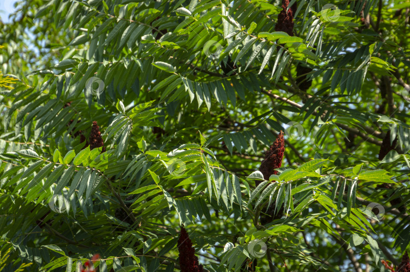 Скачать Множество красивых резных зеленых листьев Rhus typhina и его красных плодов при естественном солнечном свете. фотосток Ozero