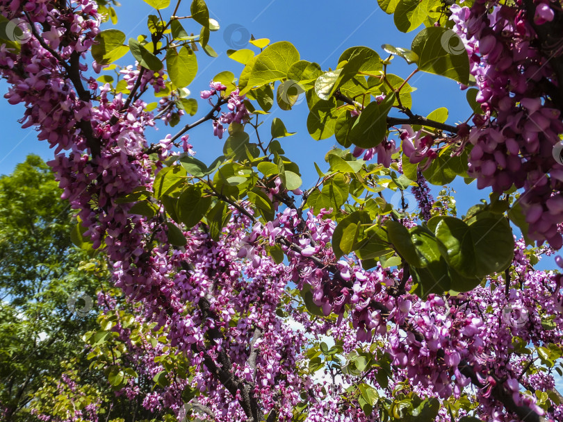 Скачать Весеннее пурпурное цветение редбада восточного, или Cercis canadensis, в солнечный день. Особое внимание уделено выбору. Концепция дизайна, основанная на природе. фотосток Ozero