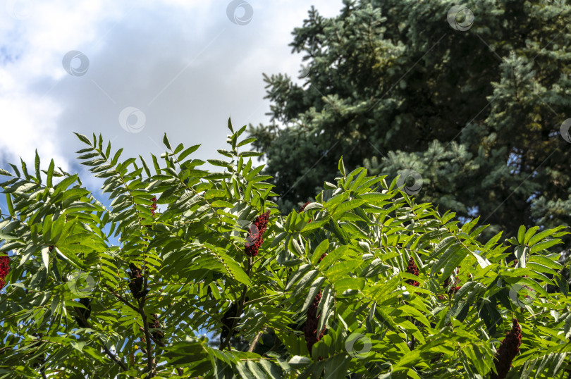 Скачать Множество красивых резных зеленых листьев Rhus typhina и его красных плодов в естественном солнечном свете слева и размытые сосновые ветви на фоне голубого неба под землей. фотосток Ozero