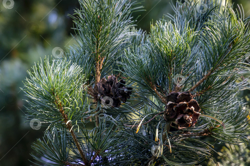 Скачать Макро из зеленых и серебристых иголок сосны Pinus parviflora Glauca с темными шишечками. И все это при естественном солнечном свете. фотосток Ozero