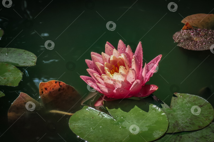 Скачать Розовая водяная лилия Marliacea Rosea или цветок лотоса с нежными лепестками в пруду на фоне зеленых листьев. фотосток Ozero