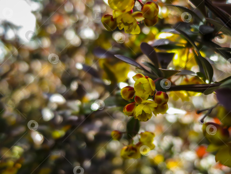 Скачать Цветение барбариса. Красивые желтые мелкие цветы Berberis thunbergii Atropurpurea на ветвях с фиолетовыми листьями на фоне красивого боке. фотосток Ozero