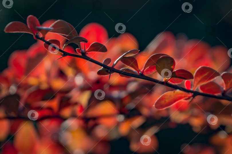 Скачать Изящная ветка барбариса Berberis thunbergii Atropurpurea на размытом красно-черном фоне. Осенние красные листья барбариса горят в солнечном свете. фотосток Ozero