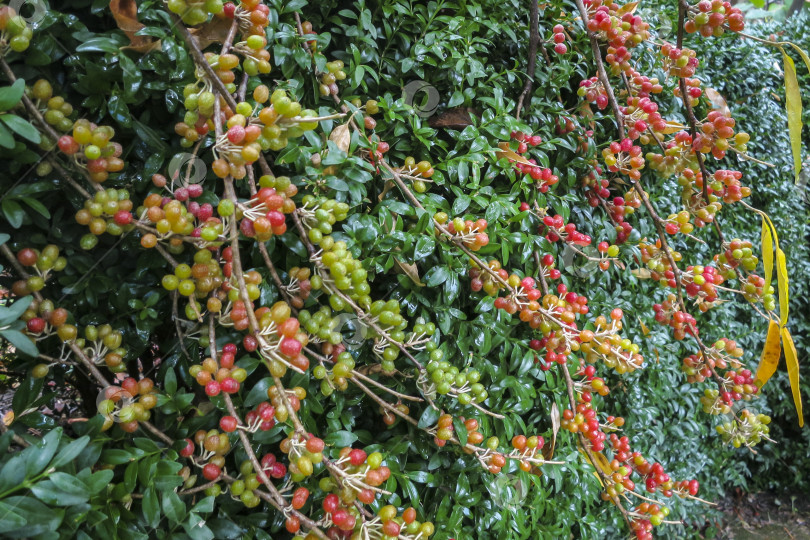 Скачать Красные, желтые и зеленые плоды Elaeagnus umbellata на фоне зеленой листвы кустарника самшит Buxus sempervirens. фотосток Ozero