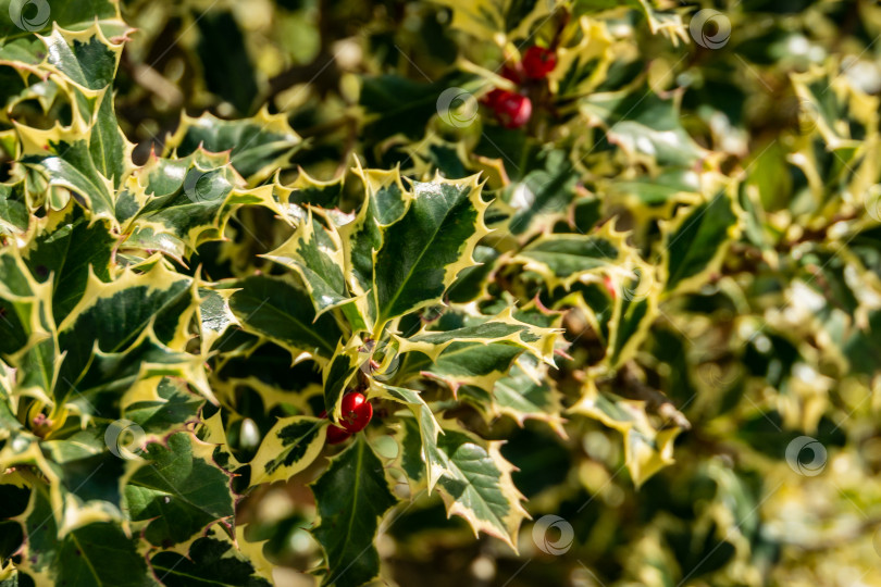 Скачать Рождественский остролист Ilex aquifolium Argentea Marginata на размытом фоне. Изящные листья с бахромой и красными ягодами ждут Нового года. фотосток Ozero