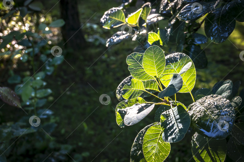 Скачать Зеленые листья Cotinus coggygria королевского пурпура, сквозь которые просвечивают солнечные лучи. фотосток Ozero