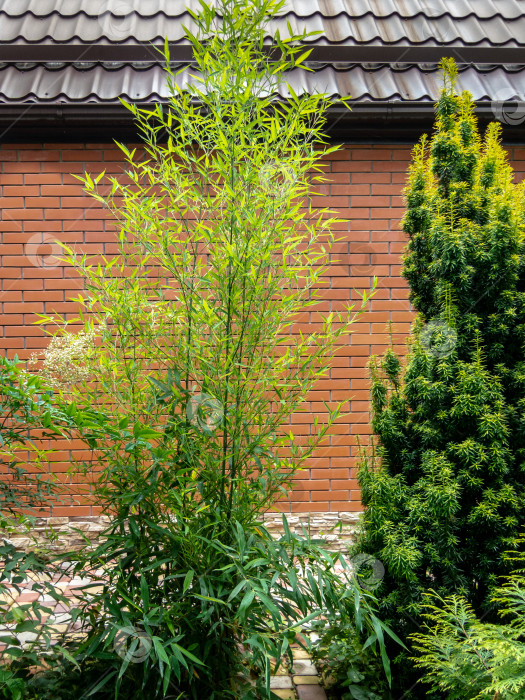 Скачать Вечнозеленые растения - изящный зеленый бамбук Phyllostachys aureosulcata и тис Taxus baccata Fastigiata Aurea - растут на фоне кирпичной стены с металлической коричневой крышей фотосток Ozero