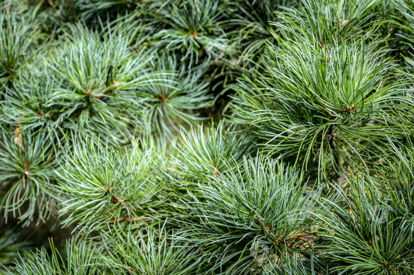 Скачать Макрос из зеленых и серебристых иголок сосны Pinus parviflora Glauca. Оригинальная текстура натуральной зелени. фотосток Ozero