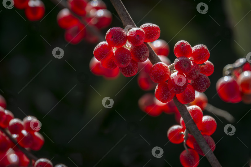 Скачать Красные плоды Elaeagnus umbellata на фоне зеленой листвы дерева или кустарника. фотосток Ozero