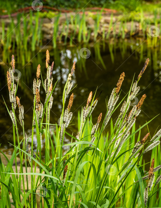 Скачать Цветущая черная осока (Carex melanostachya) на берегу садового пруда. Пушистые желтые шапки на черной или обычной осоке на размытом фоне. Выборочный фокус. Природная концепция весеннего дизайна. фотосток Ozero