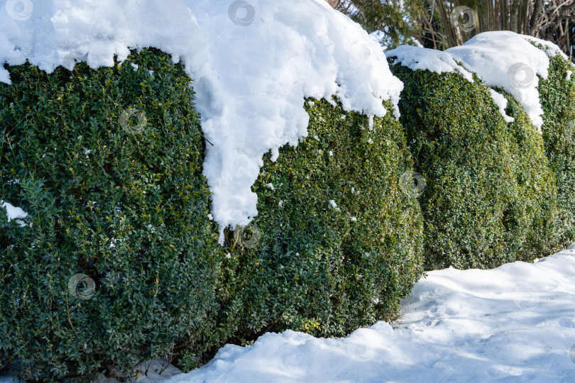 Скачать Самшит Buxus sempervirens - это кусты самшита или европейского самшитника с яркой блестящей листвой под снегом. Вечнозеленый ландшафтный зимний сад. Идеальный фон для любой природной тематики. Место для вашего текста. фотосток Ozero