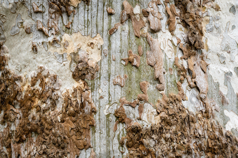 Скачать Красивая текстура коры американского платана (Platanus occidentalis, платановое дерево) в тени от солнца. в Адлерском дендрарии "Южные культуры". Крупный план. Концепция дизайна на основе природы. Адлер (Сириус), Сочи фотосток Ozero