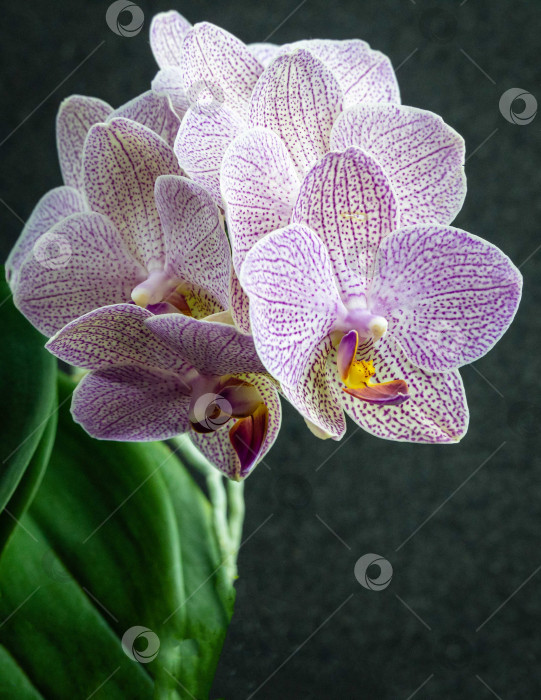 Скачать Розовый полосатый цветок орхидеи wit points Phalaenopsis 'Demi Deroose', известный как орхидея-мотылек, на размытом темном фоне. Выборочный фокус крупным планом. Природная концепция дизайна. фотосток Ozero