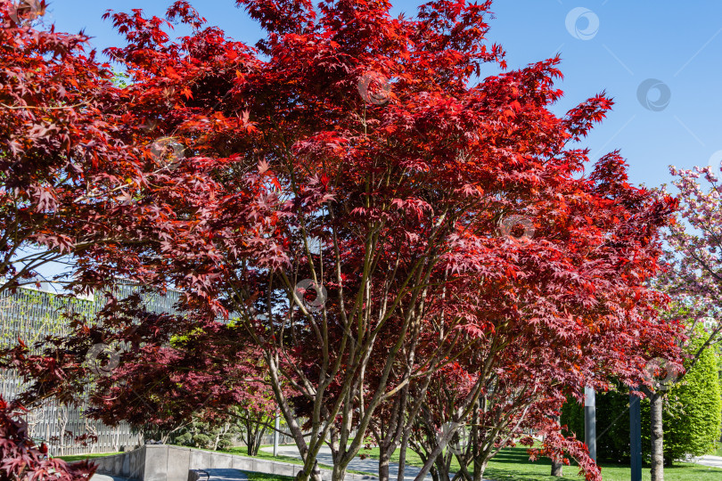 Скачать Изящное дерево Acer Palmatum Dissectum с красными листьями на фоне голубого весеннего неба. Стилизованный японский дворик в городском парке "Краснодар". Галицийский парк. Солнечный день.Весна 2021 года. фотосток Ozero