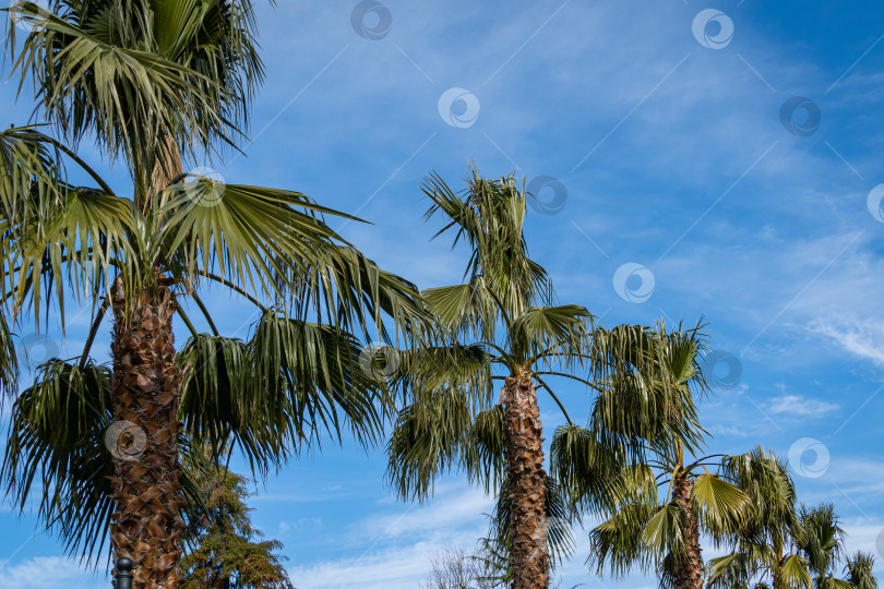 Скачать Кроны пальм Washingtonia filifera, широко известных в Сочи как веерообразные калифорнийские пальмы на фоне голубого мартовского неба. Аллея пальм Washingtonia filifera. Сочинский дендрарий южных культур. фотосток Ozero