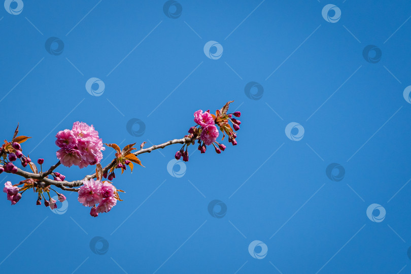 Скачать Цветущее дерево Прюнус Канзан (Prunus serrulata) с розовыми цветами. Веточка Прюнуса Канзан (Prunus serrulata) на фоне голубого неба. Городской парк "Краснодар". Весна 2021 года. Цветет японская вишня. фотосток Ozero