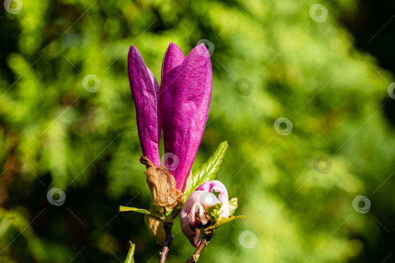 Скачать Магнолия Сьюзен (Magnolia liliiflora x Magnolia stellata) в ландшафтном саду. Крупный план. Крупный бутон розового цветка магнолии Сьюзен на размытом фоне зелени сада. Выборочный фокус. фотосток Ozero