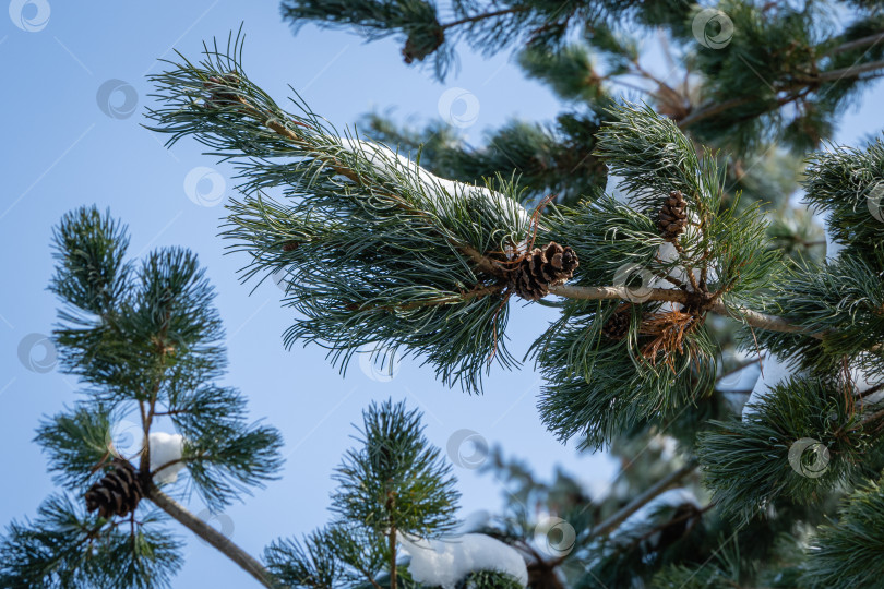Скачать Серебристо-голубая рождественская елка Picea pungens Hoopsii, покрытая снегом, с коричневыми шишками на фоне голубого февральского неба. Крупный план. Вечнозеленый ландшафтный сад зимой. Концепция дизайна, основанная на природе. фотосток Ozero