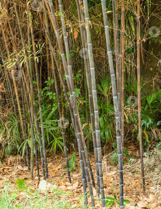 Скачать Зеленые листья бамбука Phyllostachys nigra, широко известного как черный бамбук, растут на толстых черных стволах вечнозеленых растений. Дендрарий "Весна в южных культурах". Сириус (Адлер), Сочи. Отличная тема для любого дизайна. фотосток Ozero
