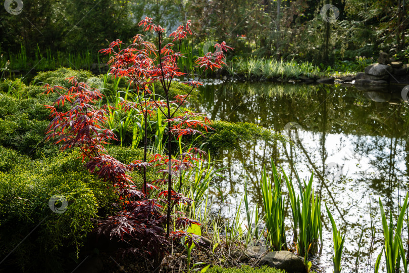 Скачать Японский клен Acer palmatum Atropurpureum на берегу ландшафтного пруда. Молодые резные красные листья на размытом фоне. выборочный фокус. Весенний пейзаж, свежие обои, концепция фона на природе фотосток Ozero