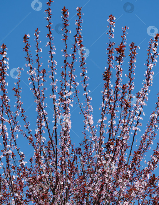 Скачать Prunus cerasifera 'Nigra' (Черная слива или чернослив 'Pissardii Nigra') с розовыми цветами и фиолетовыми листьями на фоне голубого неба. Выборочный обзор. Крупный план.Городской парк Краснодара или парк Галицкого весной 2021 года фотосток Ozero
