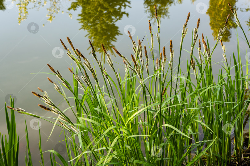 Скачать Цветущая черная осока (Carex melanostachya) на берегу садового пруда. Пушистые желтые шапки на черной или обычной осоке на размытом фоне. Выборочный фокус. Природная концепция весеннего дизайна. фотосток Ozero