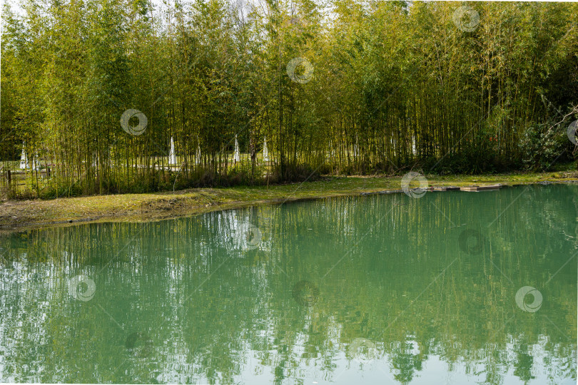 Скачать Золотой бамбук Phyllostachys aureosulcata 'Aureocaulis' на берегу пруда или большого озера. Дендропарк Южных культур в Адлере. Отражение стволов бамбука в изумрудной воде. Сириус (Адлер) Сочи. фотосток Ozero