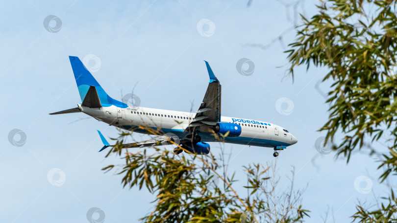 Скачать Boeing 737-800 авиакомпании "Победа" садится на взлетно-посадочную полосу в аэропорту Адлера на фоне голубого неба. Авиакомпания "Победа". Шасси и закрылки самолета выпущены. Сочи, Россия - 15 марта 2021 г. фотосток Ozero