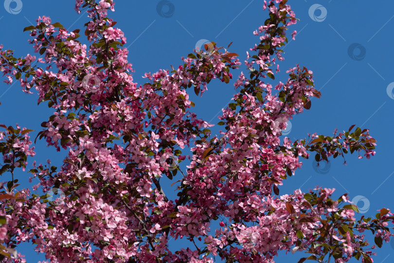 Скачать Цветение яблони Malus pumila 'Niedzwetzkyana' в ландшафтном парке Краснодара. Крупные темно-розовые соцветия яблони Недзвецкого на фоне голубого неба. Размытый фон. Выборочный фокус. фотосток Ozero