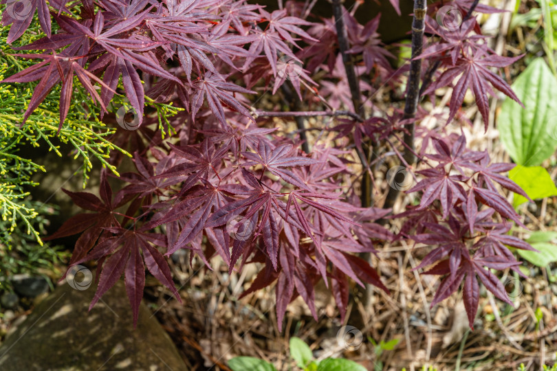 Скачать Японский клен Acer palmatum Atropurpureum на берегу ландшафтного пруда. Молодые резные красные листья на размытом фоне. выборочный фокус. Весенний пейзаж, свежие обои, концепция фона на природе фотосток Ozero