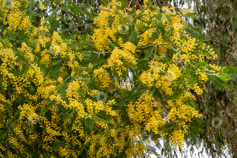 Скачать Мимоза Acacia dealbata (серебристая или голубая акация) в Адлерском дендрарии "Южные культуры". Желтые пушистые цветы на размытом фоне листьев эвкалипта. Выборочный фокус. Весна в Сочи. фотосток Ozero