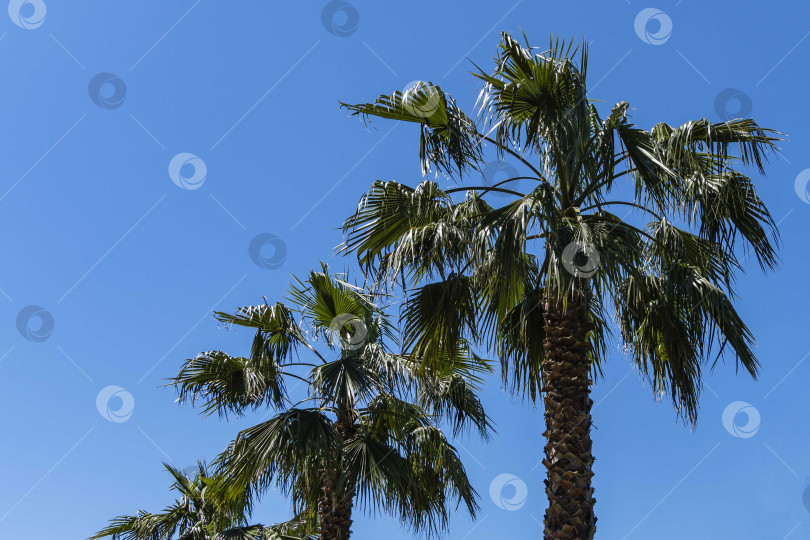 Скачать Пальма Washingtonia filifera, широко известная как калифорнийская веерная пальма, в курортном городе Адлер. Вид на пальмовую аллею в дендрарии Южных культур на фоне голубого весеннего неба. фотосток Ozero