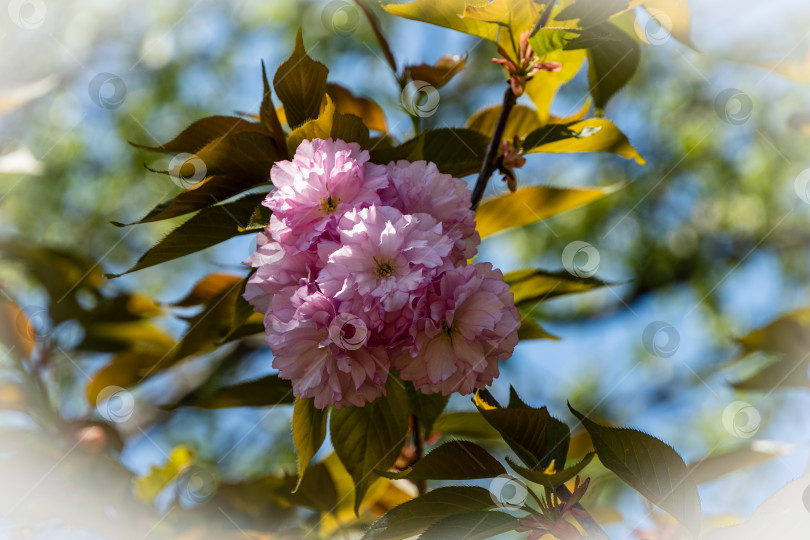 Скачать Цветущее дерево Prunus 'Kanzan' (Prunus serrulata или Prunus lannesiana) на размытом фоне. Выборочный фокус. Крупный план. Крупные розовые цветы на ветке дерева Prunus 'Kanzan' на фоне голубого неба. фотосток Ozero
