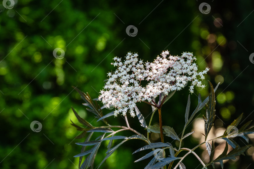 Скачать Изумительное цветение куста самбукуса черного (Sambucus nigra) Черное кружево. Крупный план нежного розового соцветия на размытом темно-зеленом фоне. Выборочный фокус. Концепция дизайна, основанная на природе фотосток Ozero