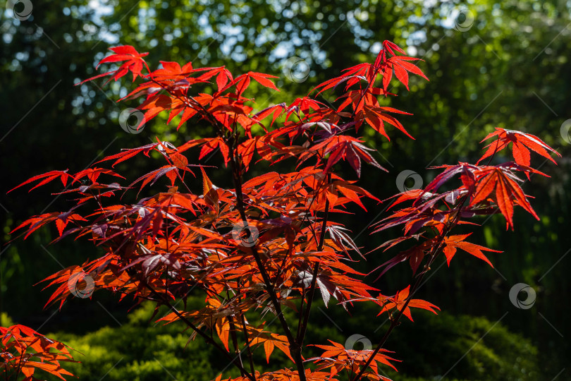 Скачать Японский клен Acer palmatum Atropurpureum на берегу красивого садового пруда. Молодые красные листья на размытом фоне листьев болотного ириса. Весенний ландшафтный сад. Концепция дизайна - природа. фотосток Ozero